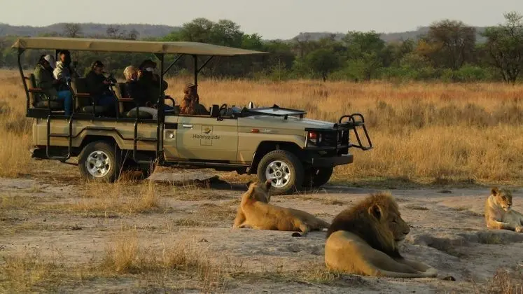 Honeyguide Ranger Camp