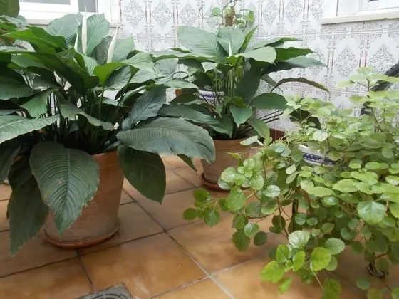Hostal La Palma - Dış Mekan