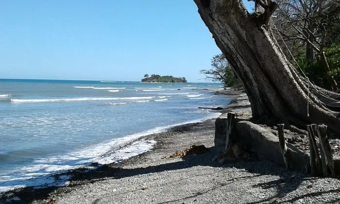 The Howler Monkey Hotel