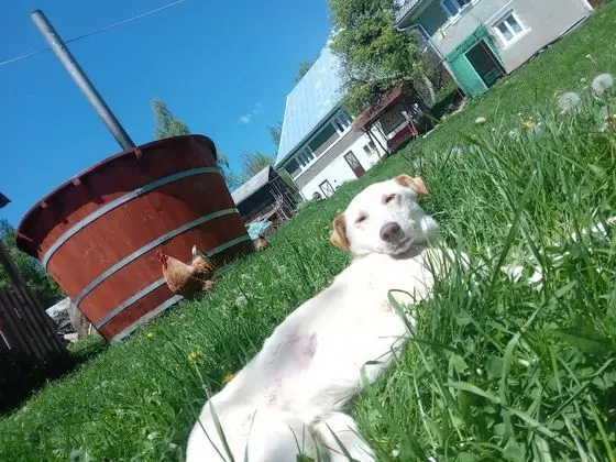 Idylic Family Sejour With Hottube in Green Land