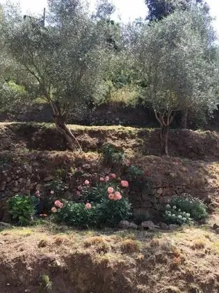Il Capriolo Bed&Breakfast - Dış Mekan