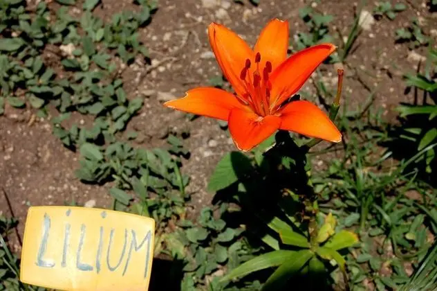 Il Giardino del sole - Dış Mekan