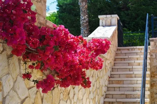Il Tesori Dassia Villas - Dış Mekan