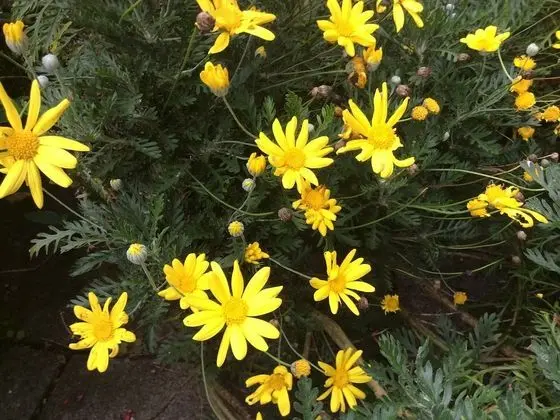 Inglenook Guest House