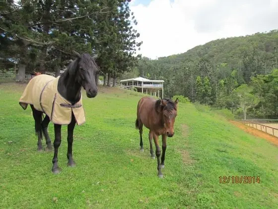 Ingleside Stud Farm - Dış Mekan