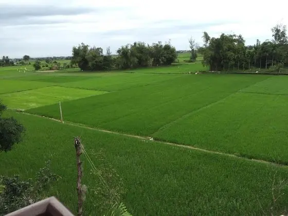Iris Villa Hoi An - Dış Mekan