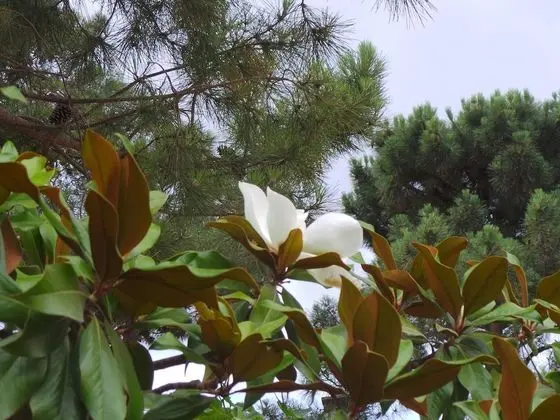 Isulella Hotel & restaurant - Dış Mekan