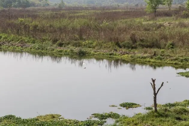 Jagatpur Lodge - Chitwan National Park - Havuz