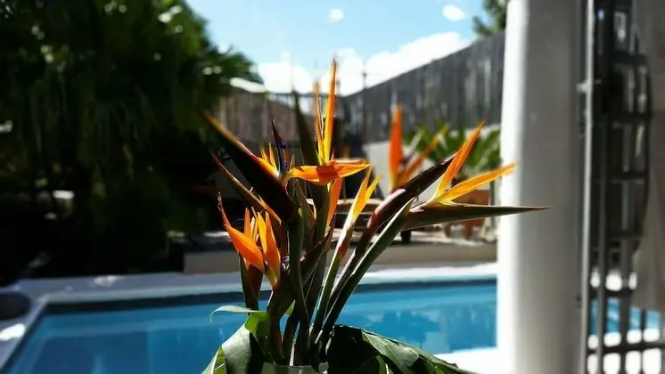 Jardin D'ébène Boutique Guesthouse - Havuz