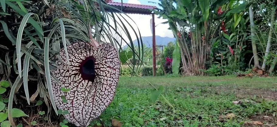 Jardín entre Montañas - Dış Mekan