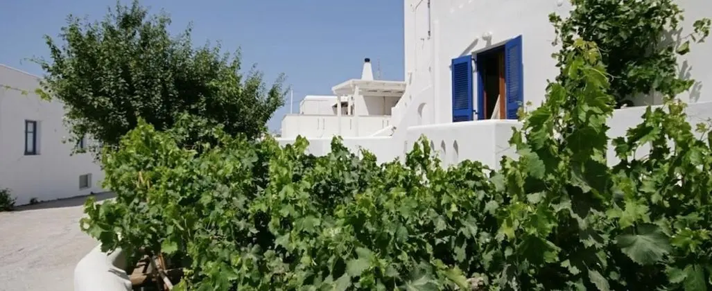 Jasmine - Dış Mekan