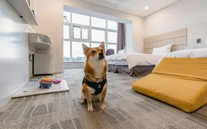 Jeju Aewol Cocoon Hotel - Bina Özellikleri