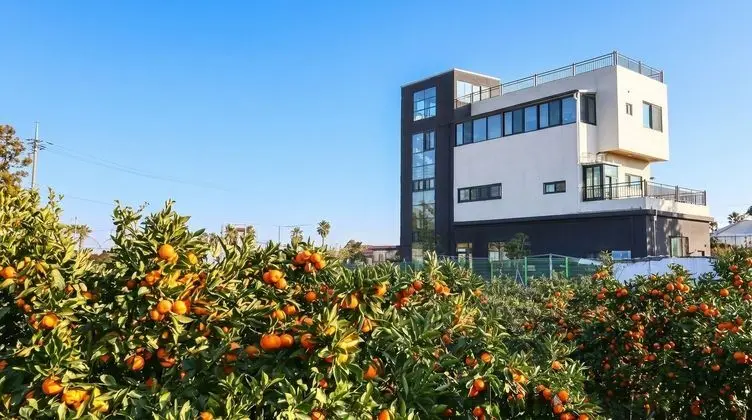 Jeju DK House Pension - Öne Çıkan Resim