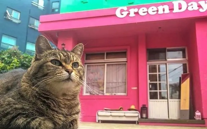 Jeju Green Day Guesthouse - Bina Özellikleri