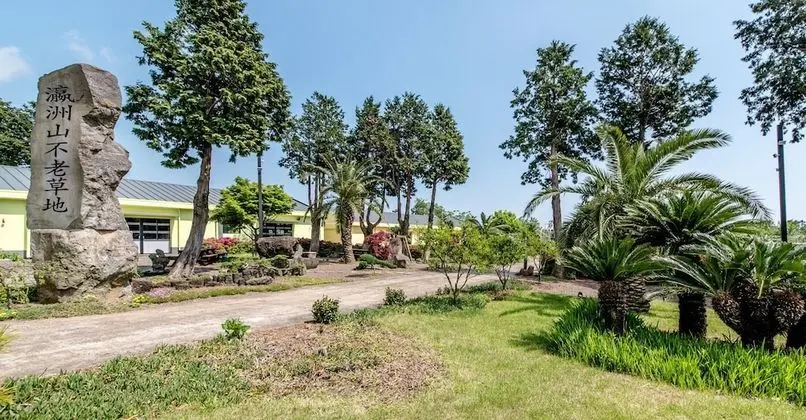 Jeju Green Pampas