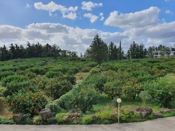 Jeju Meomuri