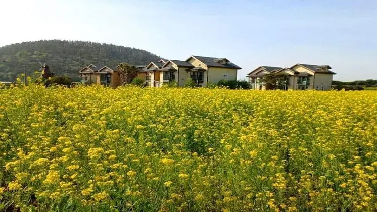Jeju Ppalkanpungcha Pension - Dış Mekan