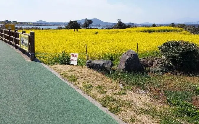 Jeju Sunflower Guest House - Misafir Tesisleri ve Hizmetleri