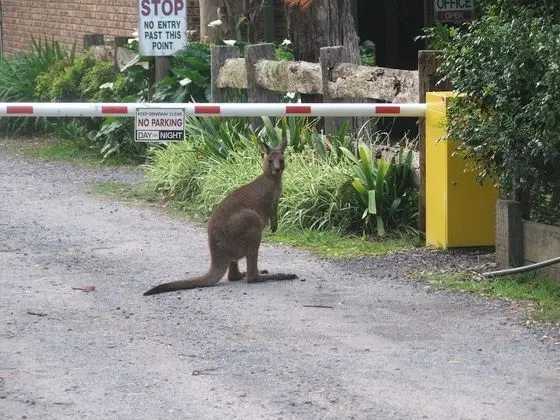 Jervis Bay Cabins & Hidden Creek Campsite - Dış Mekan