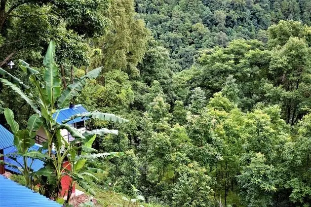 Jungle Crown Organic Homestay - Dış Mekan