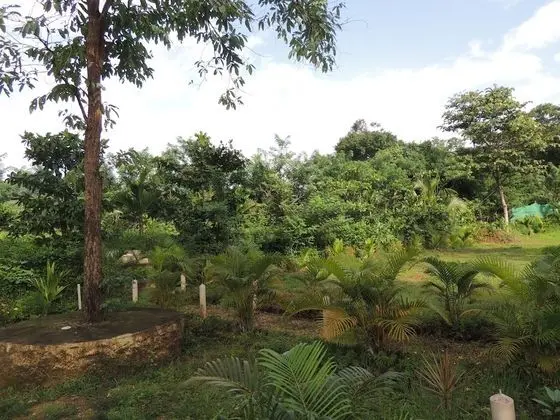 Jungle Nest Homestay