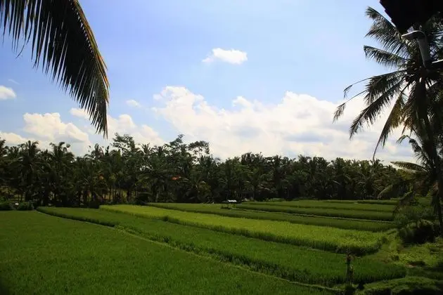 Junjungan Bali & Spa - Genel