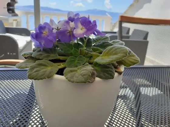 Jure - Terrace With Amazing sea View - A1-leona - Dış Mekan