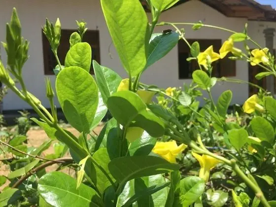 Kalindu Residence - Dış Mekan