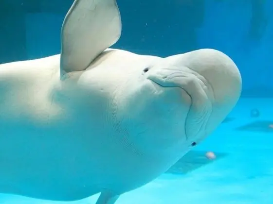 Kamogawa Sea World Hotel - Havuz