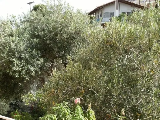 Katerina Hotel - Dış Mekan