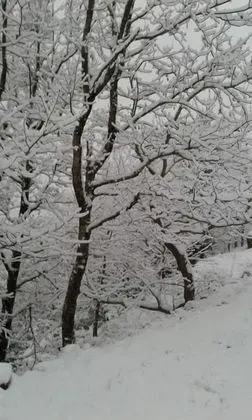 Kedros Chalet - Genel