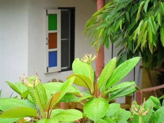 Khaolak Banana Bungalow - Dış Mekan