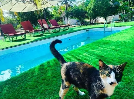 Kilimani Kwetu Beach Hotel - Havuz