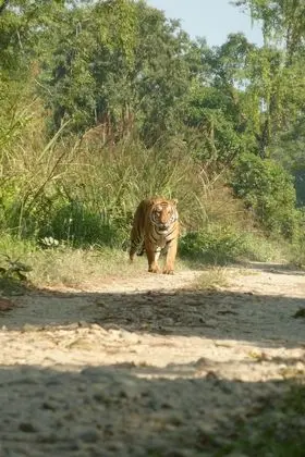 Kingfisher Jungle Trekking Tour