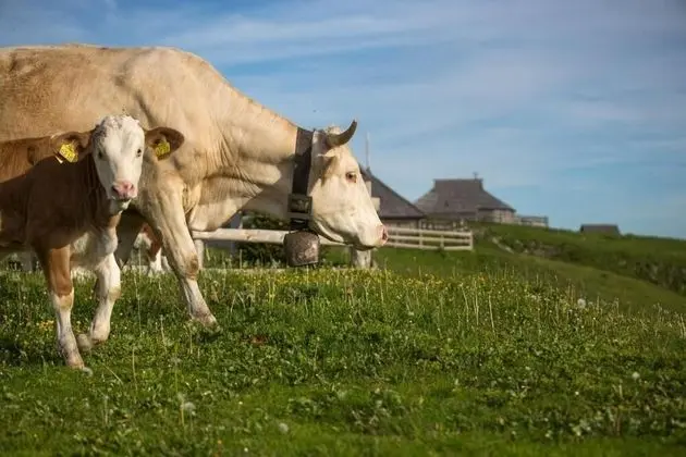 Koca Ojstrica - Velika planina - Dış Mekan