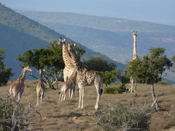 Koedoeskop Private Mountain Reserve - Öne Çıkan Resim