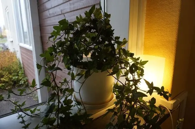 Kristinebergs Bed & Breakfast Mora - Lobi
