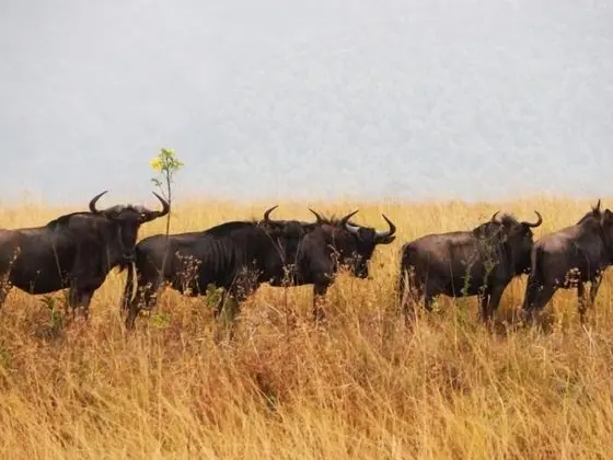 Kruger Mountain Tented Camp - Dış Mekan