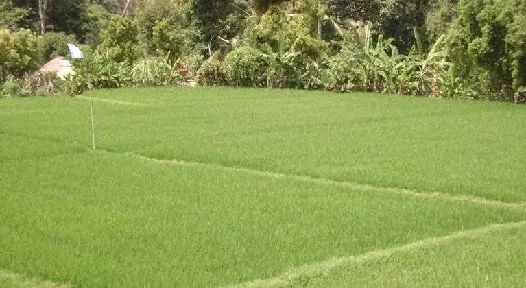 Kunang Kunang Guest House