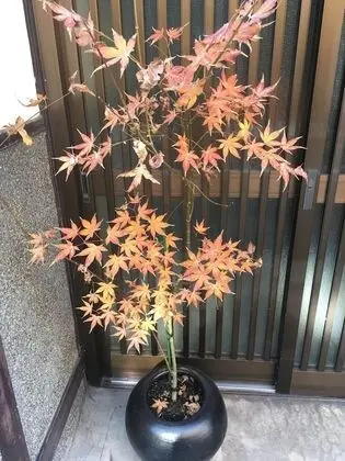 Kyoto Guest House WAON - Dış Mekan