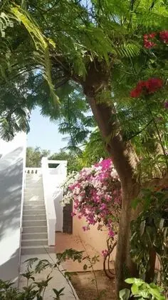 La bougain Villa - Dış Mekan