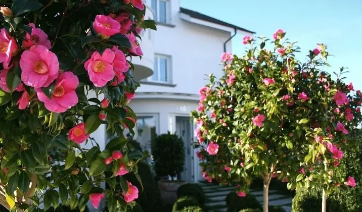La Casa de Las Camelias - Dış Mekan
