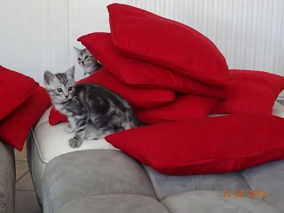 La Ferme aux Chats