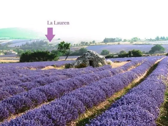 La Lauren - Genel