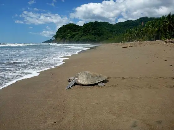 La Preciosa Wild Beach Eco Resort - Plaj