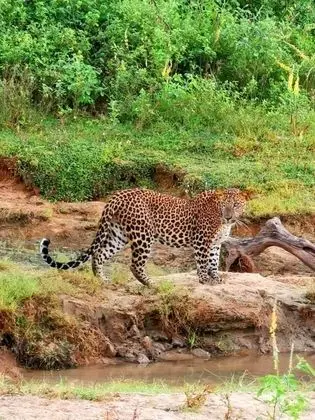 La Safari Inn Tissamaharama - Dış Mekan