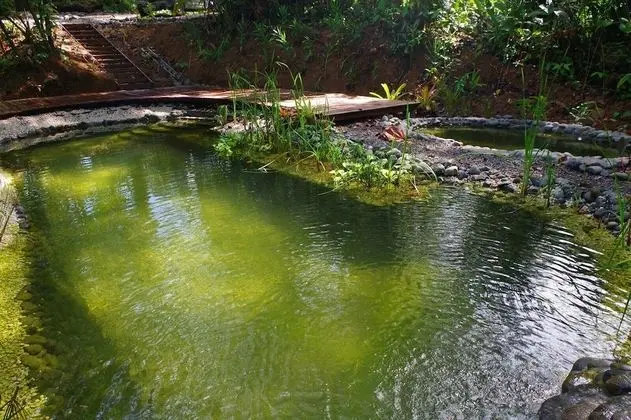 La Shamana Ecological, Concept in the Jungle - Havuz