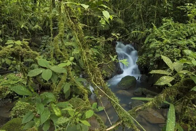 La Tigra Rainforest Lodge - Dış Mekan
