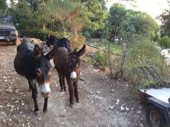 La Valle Dei Corbezzoli - Dış Mekan