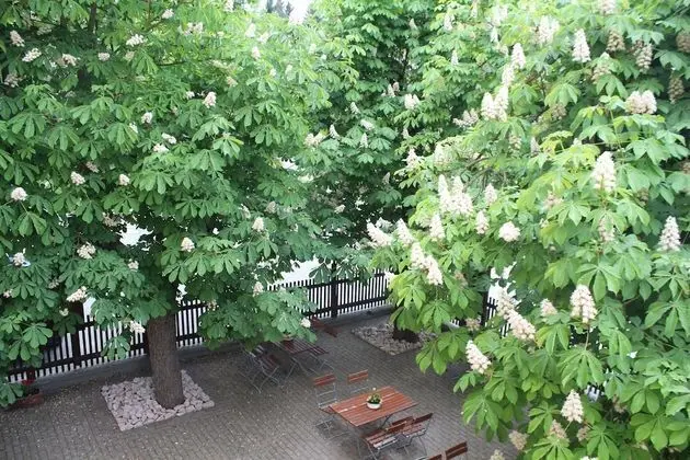 Landhotel Zum grünen Baum - Dış Mekan